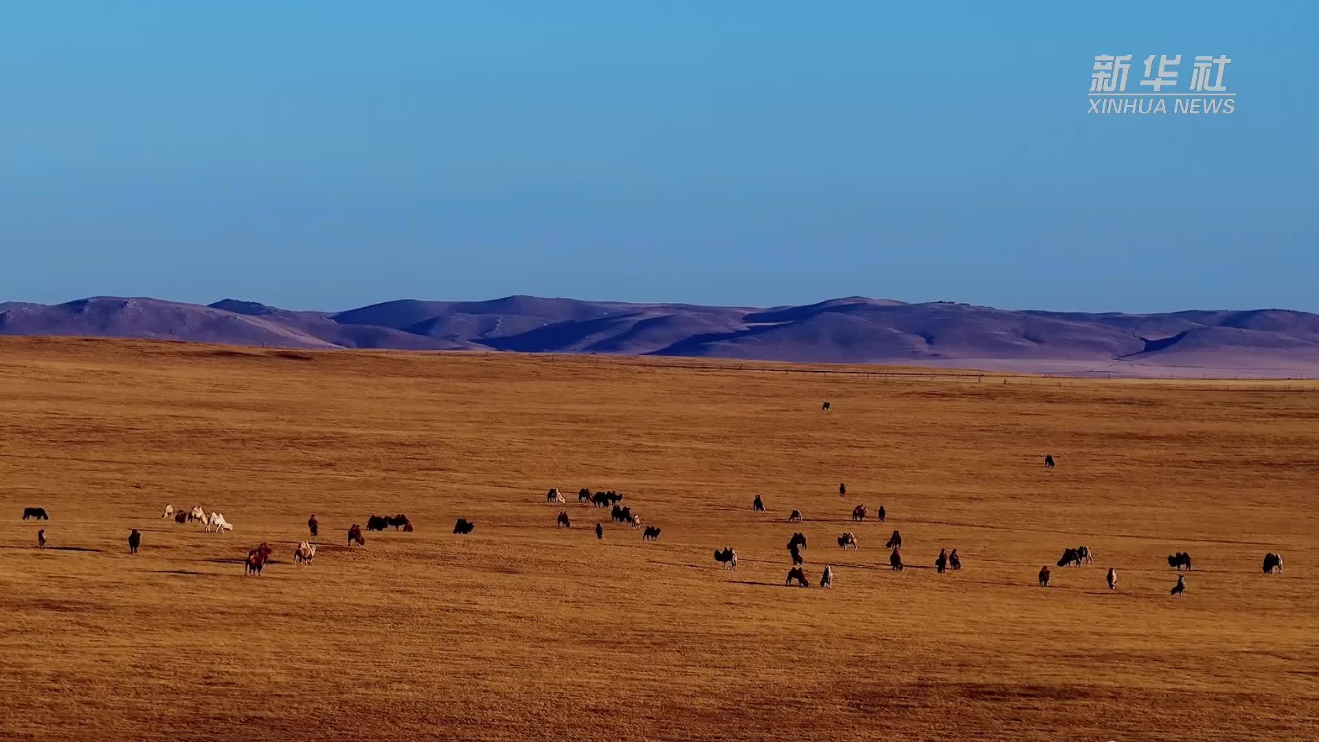瞰中国｜内蒙古：金原牧吟