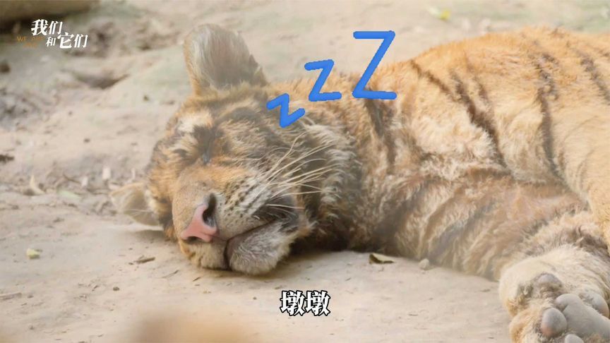 小老虎230斤胖到没眼睛 饲养员派虎友轮番“骚扰” 被迫运动瘦身