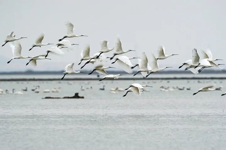 白琵鹭等候鸟在南昌市新建区昌邑乡附近水域飞翔。新华社记者 万象摄