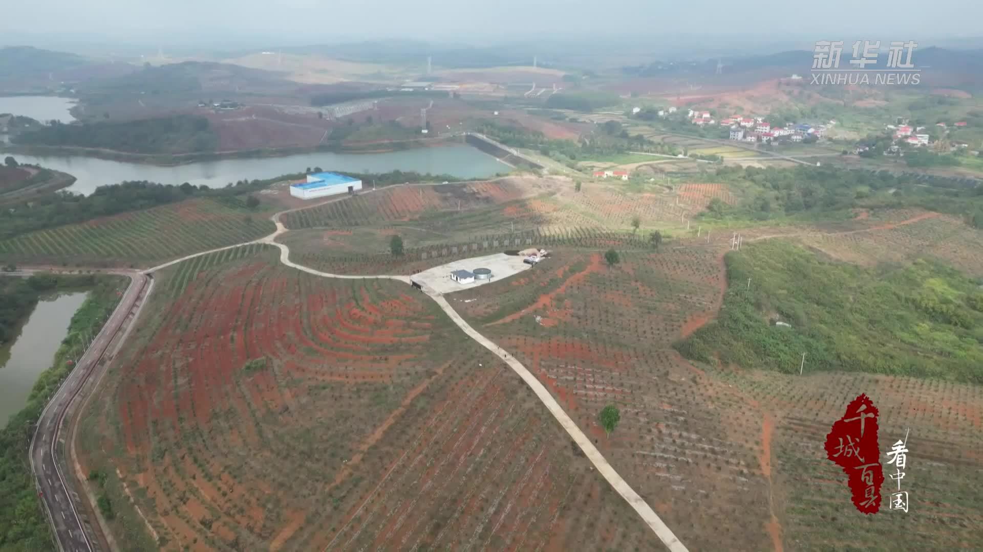 千城百县看中国｜湖南祁阳：油茶套种解锁“一地双收”密码