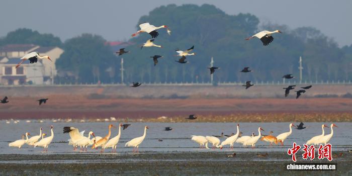11月12日,地处鄱阳湖腹地的江西省九江市永修县吴城镇,白鹤等候鸟共舞。王小龙 摄