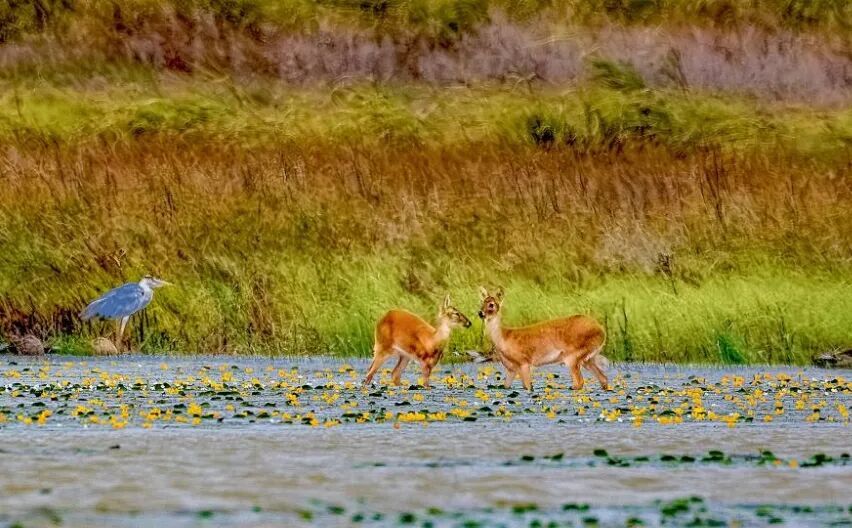 鄱阳湖候鸟保护区朱市湖几只河麂悠然涉水。郑文斌 摄