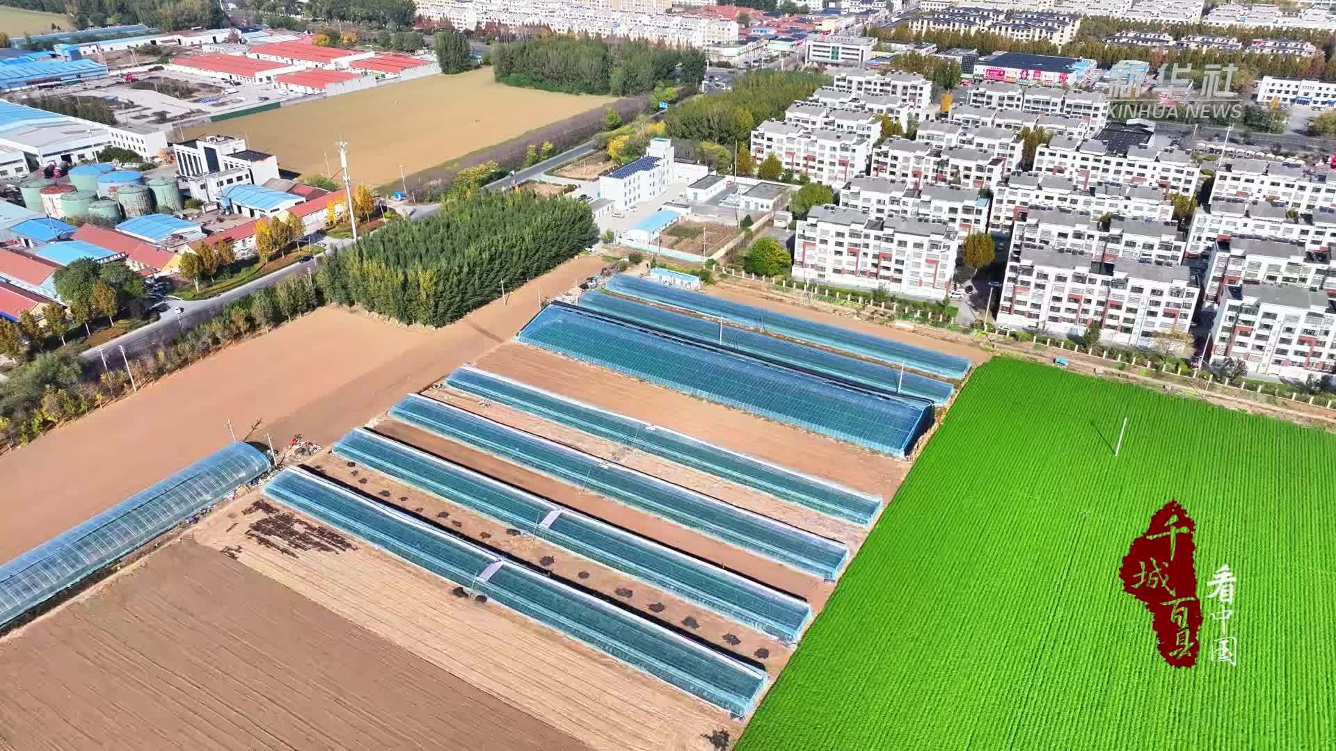 千城百县看中国｜山东广饶：鲜莓俏市