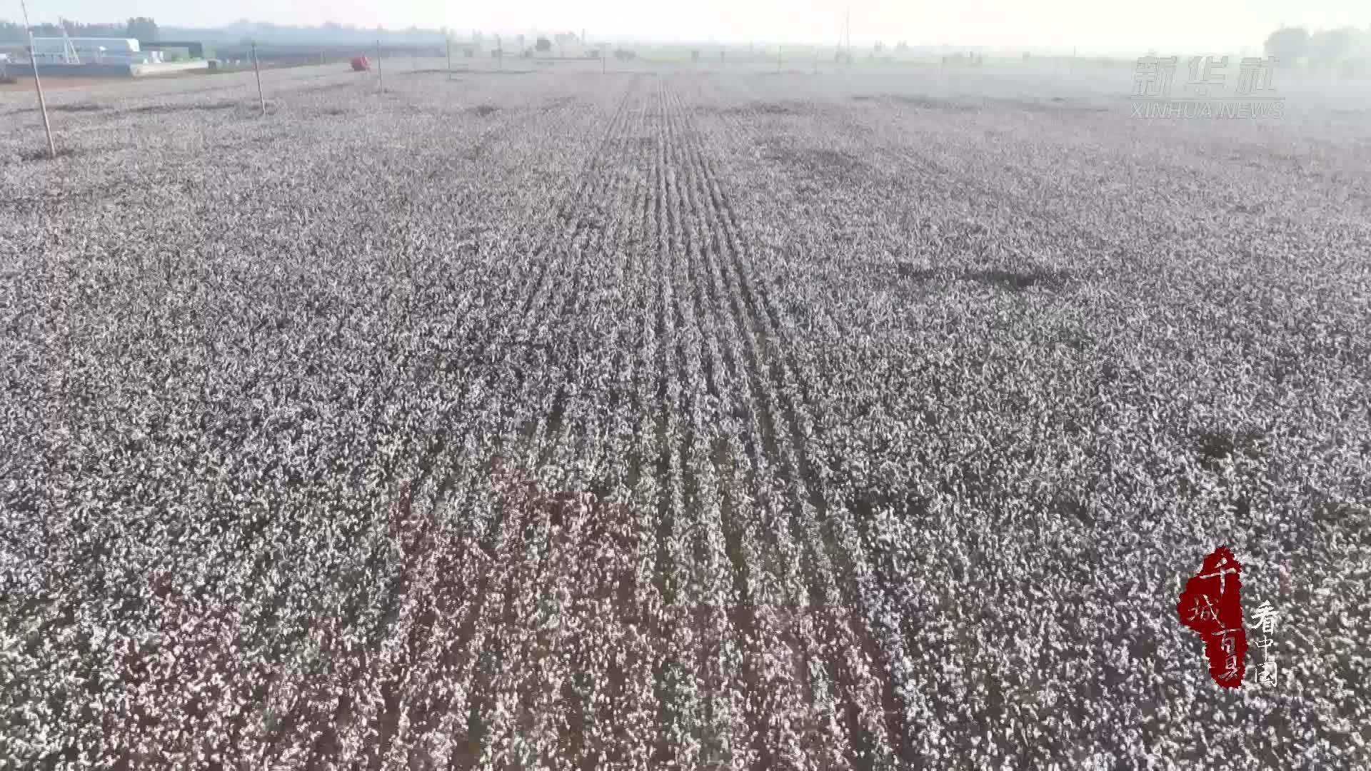 千城百县看中国｜河北南宫：机械化助力棉花产业提效增收