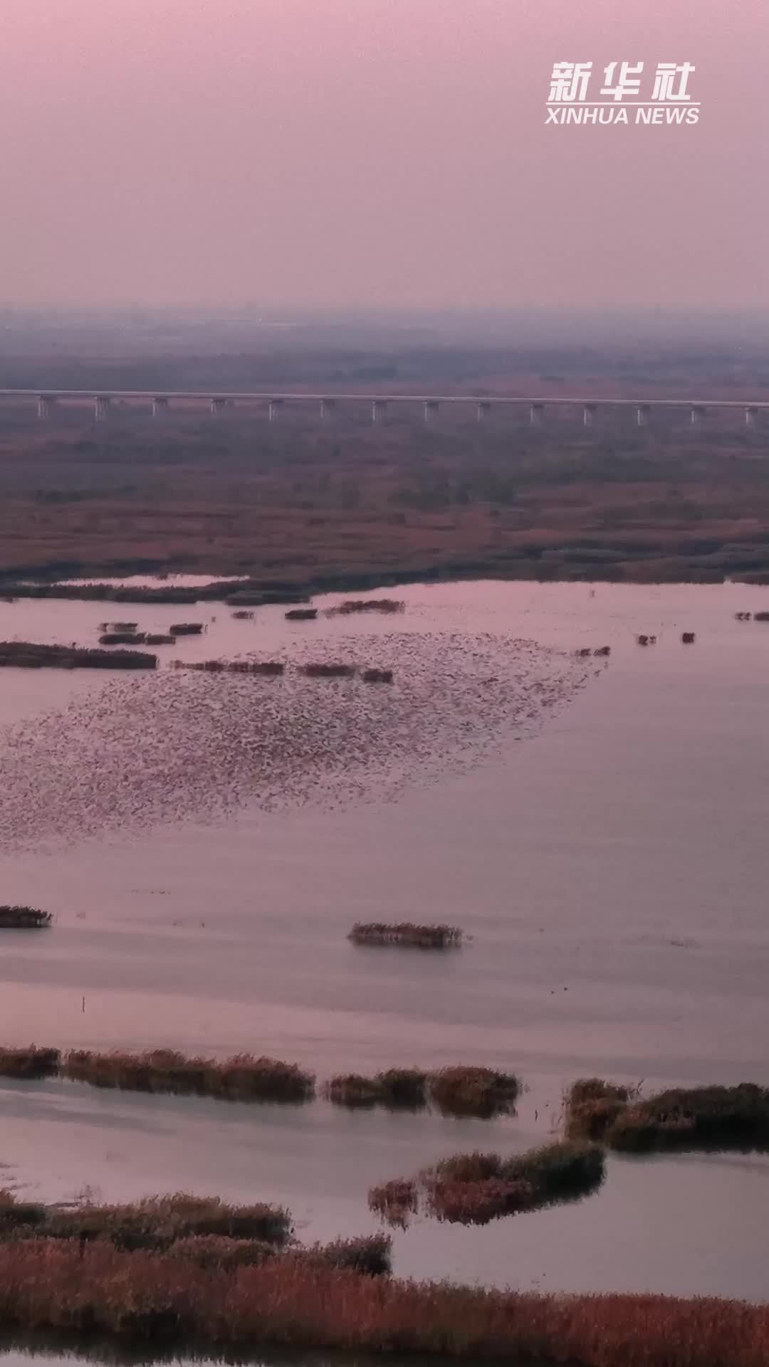 江苏泗洪:洪泽湖湿地现“鸟浪”景观_凤凰网视频_凤凰网