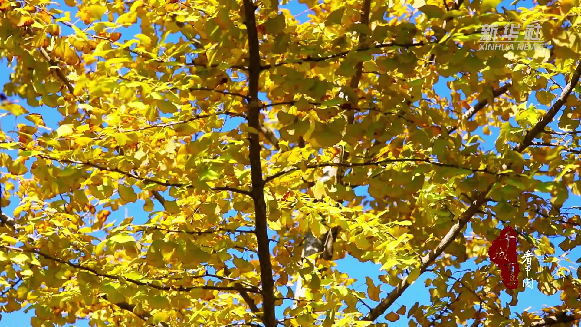 千城百县看中国｜福建寿宁：微寒暖阳时