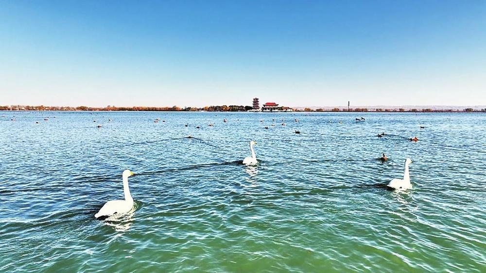 候鸟在黑河湿地嬉戏 新甘肃·甘肃经济日报通讯员 段海 摄