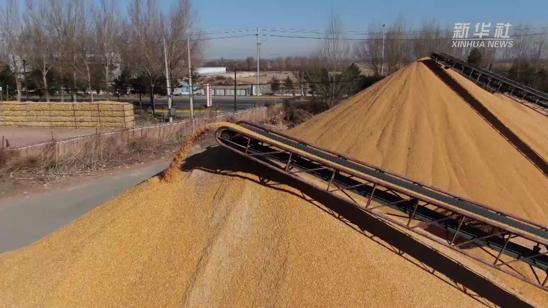 吉林梨树：政企精准对接 秋粮收购稳步推进