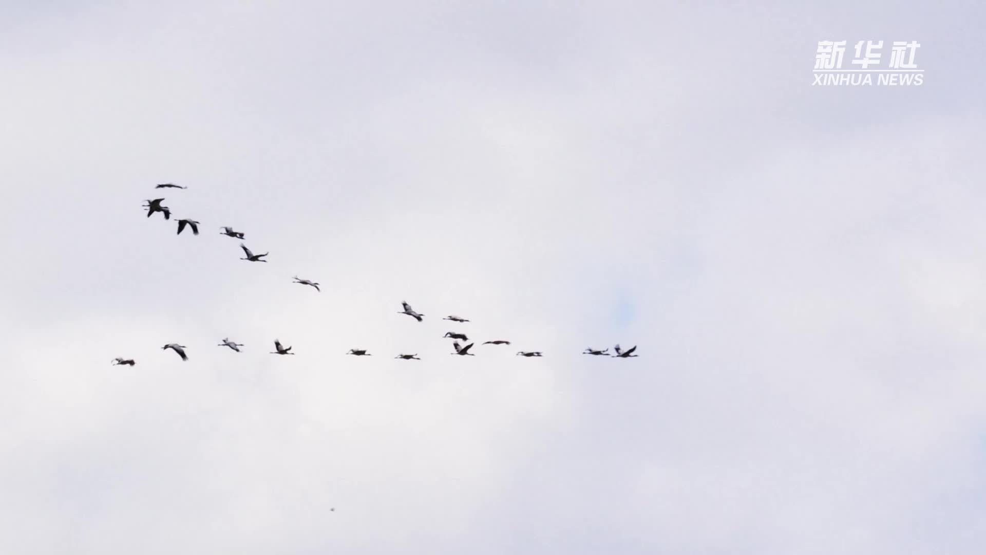 云南昭通：260余只黑颈鹤已飞抵大山包