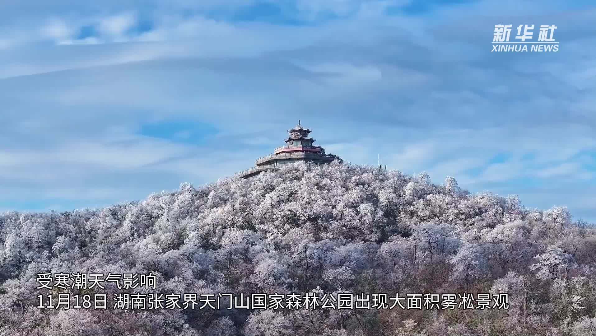 湖南张家界：雾凇“花开”玉树琼枝  冰雪美景引客来