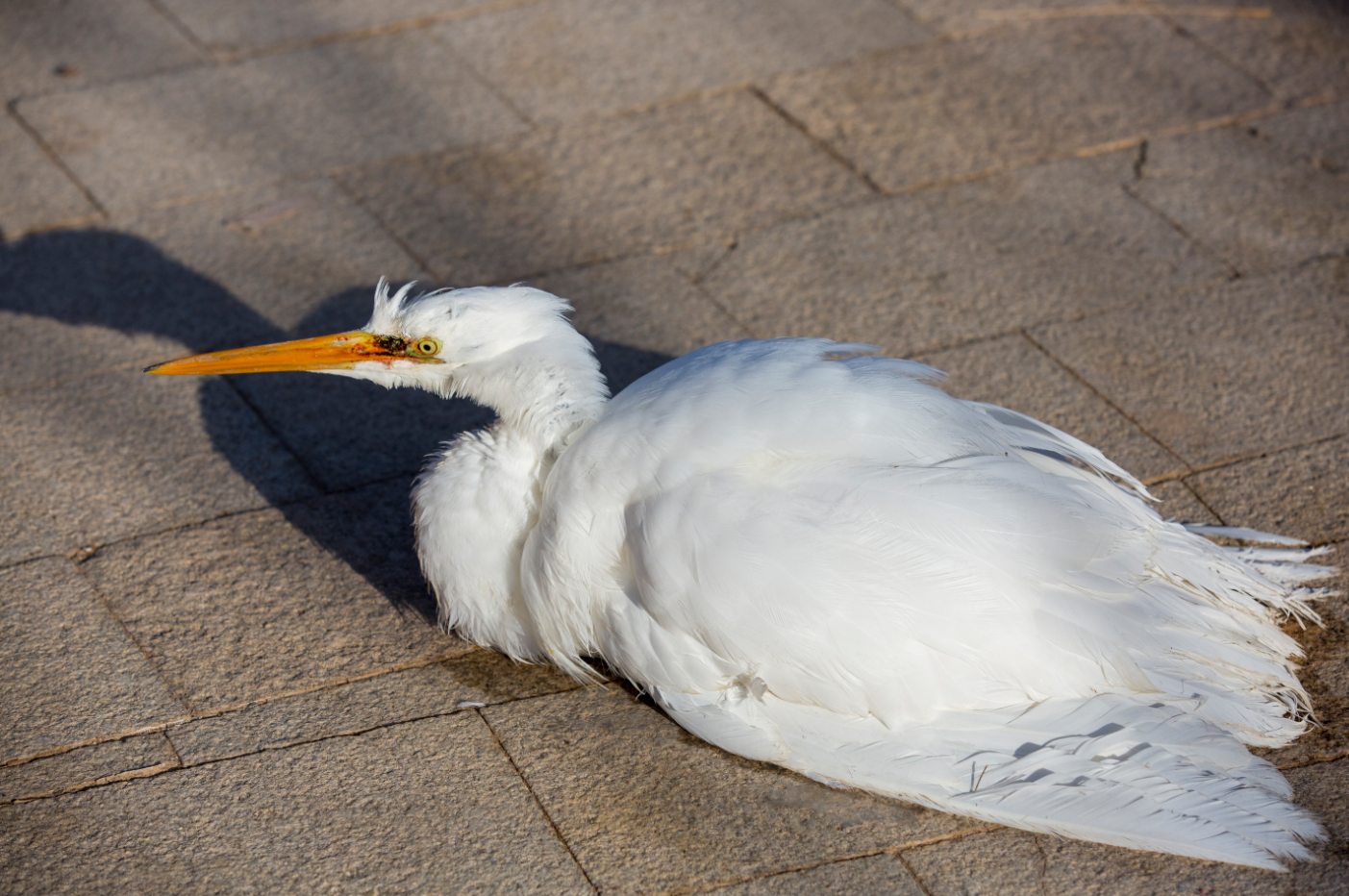 △趴伏在地的白鹭