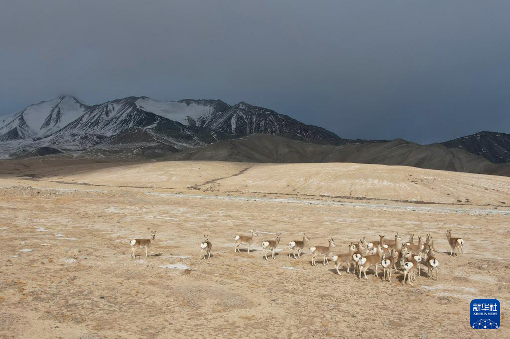 11月14日，国家二级保护野生动物藏原羚在甘肃省阿克塞县阿勒腾乡哈尔腾草原活动觅食（无人机照片）。新华社记者　张智敏　摄