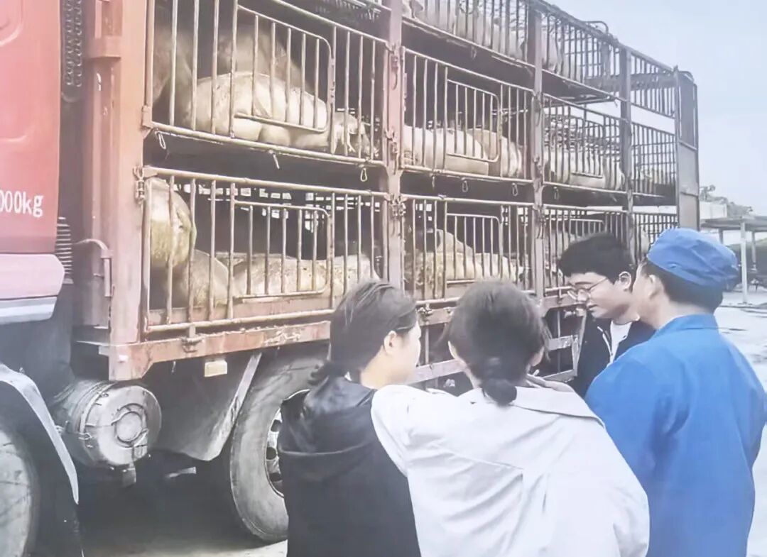 （相关行业部门对屠宰检疫检测进行检查）