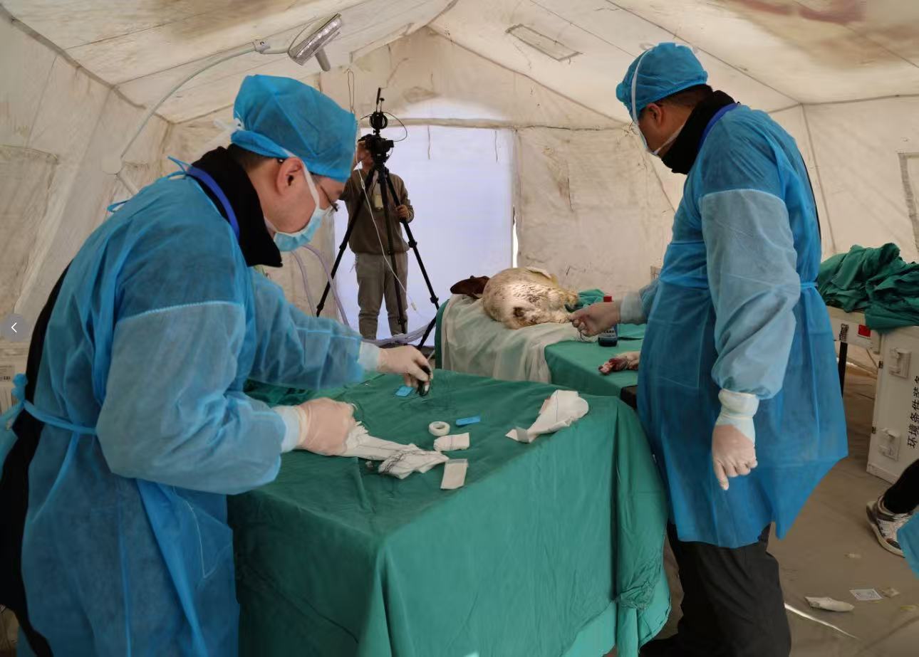 秦皇岛市代表队在2025年省市两级卫生应急综合演练中获得佳绩