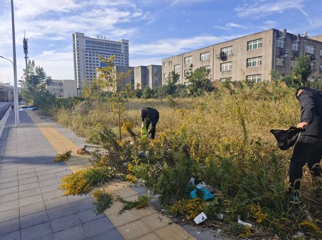 南昌青山湖发现“加拿大一枝黄花”泛滥  当地农业农村局回复