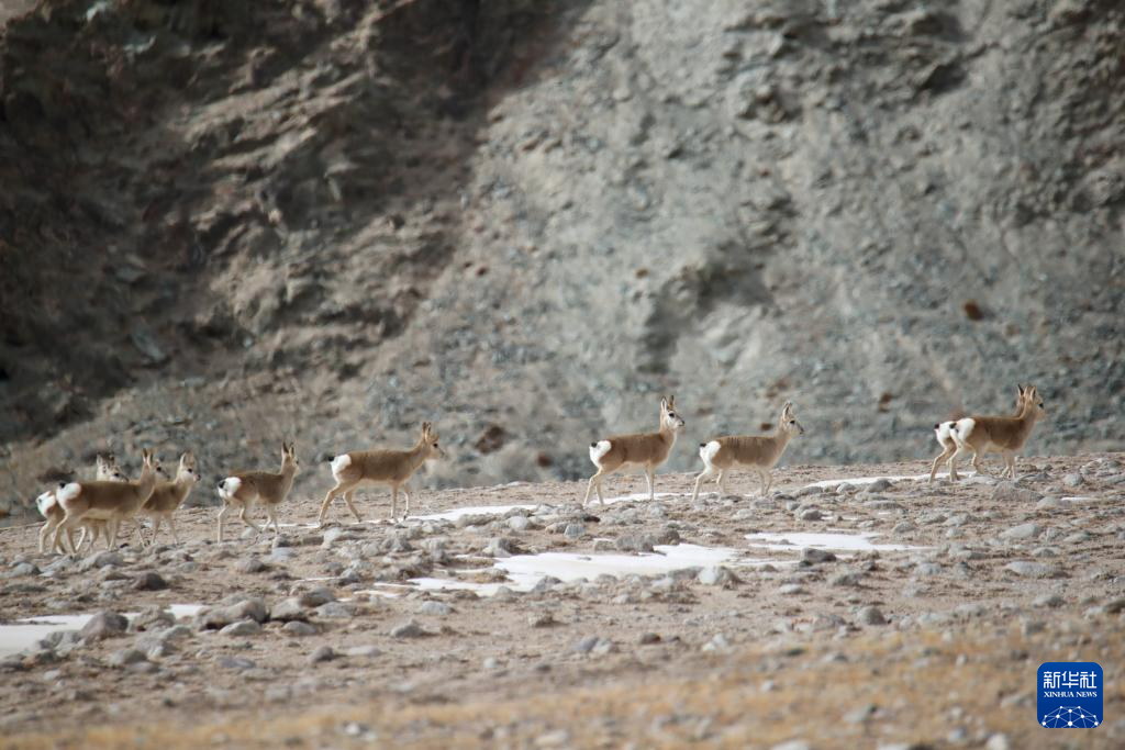 11月14日，国家二级保护野生动物藏原羚在甘肃省阿克塞县阿勒腾乡哈尔腾草原活动觅食。新华社记者　郎兵兵　摄
