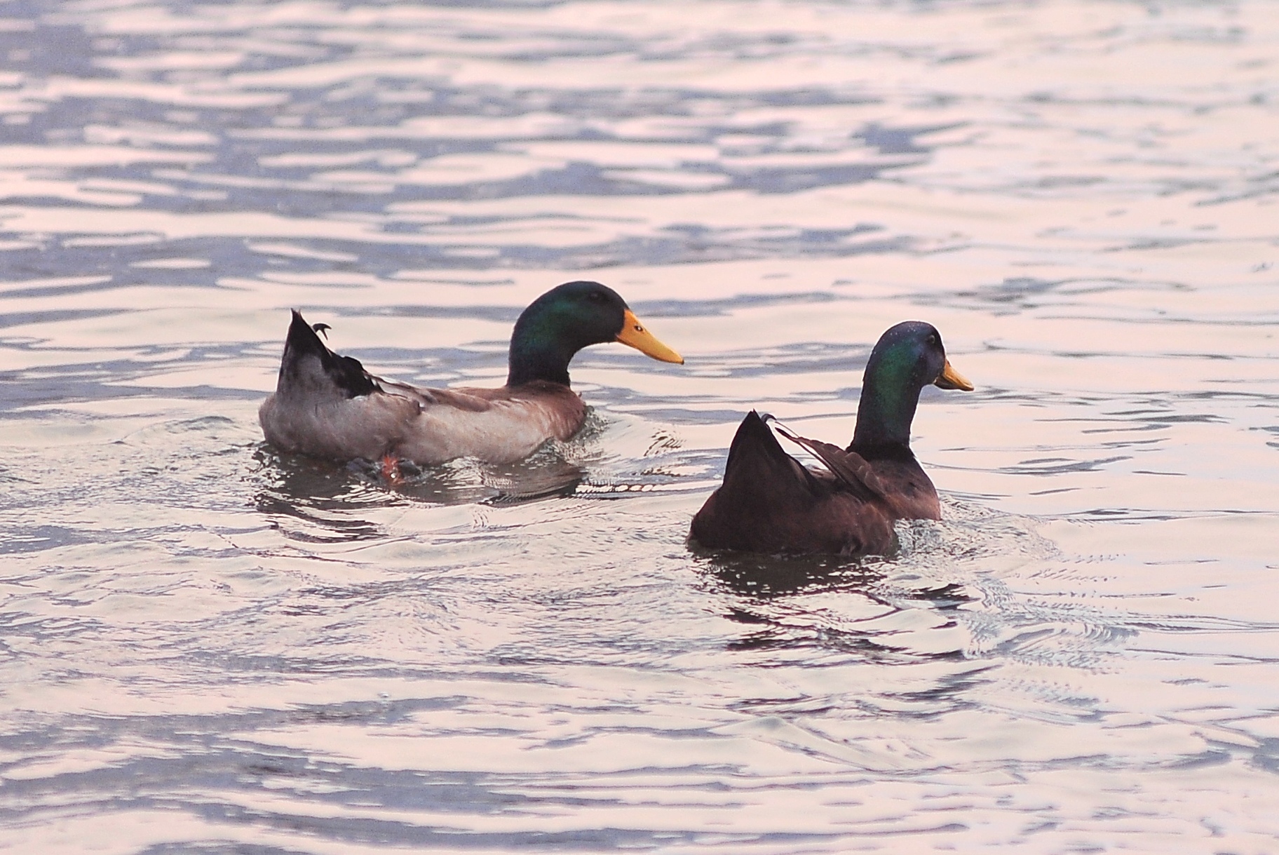 成年野鸭在河面游弋