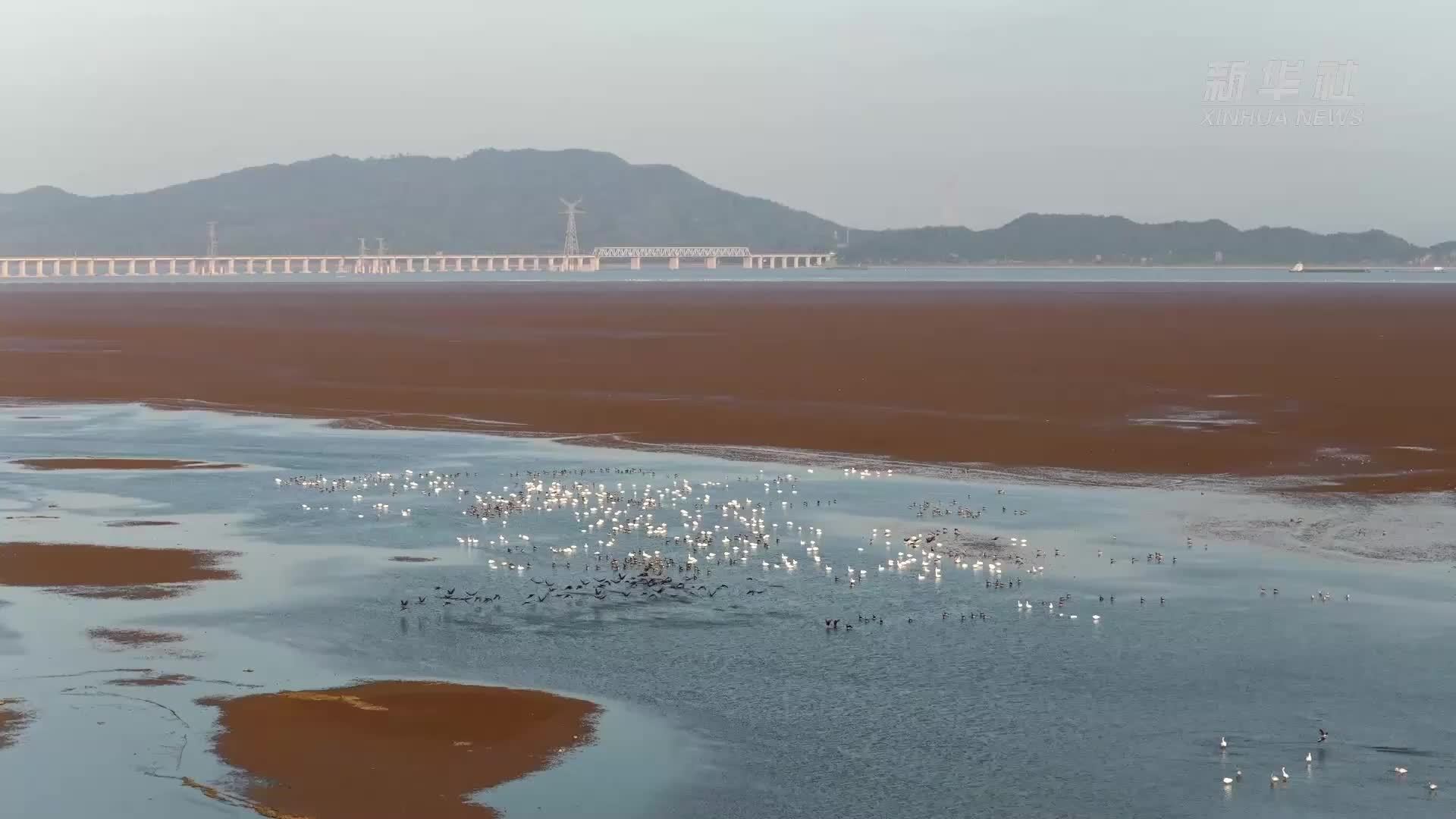 江西九江：鄱湖冬韵 邂逅候鸟精灵