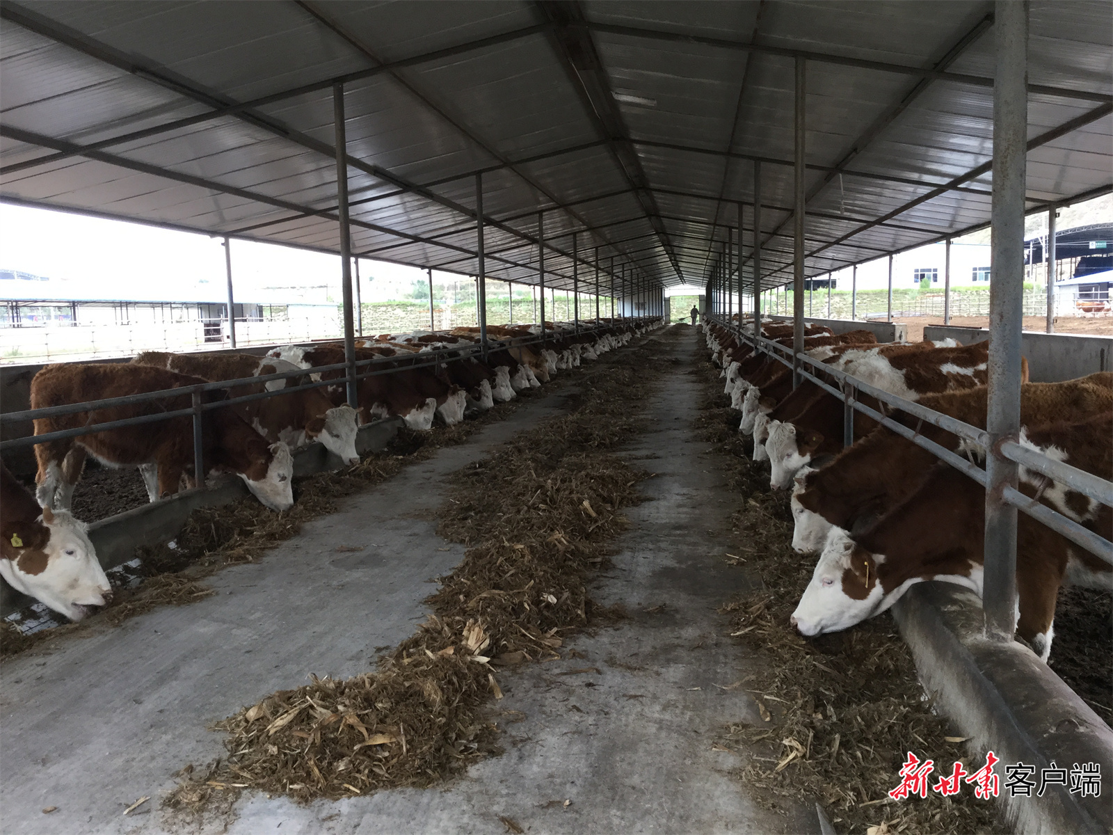 定西市首次启动人工培植牛黄实验试点(资料图) 图片由定西市畜牧技术推广总站提供