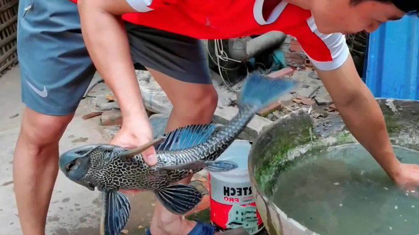 越南人吃清道夫太疯狂了，做法和吃法就如同家常菜一样！太牛叉了