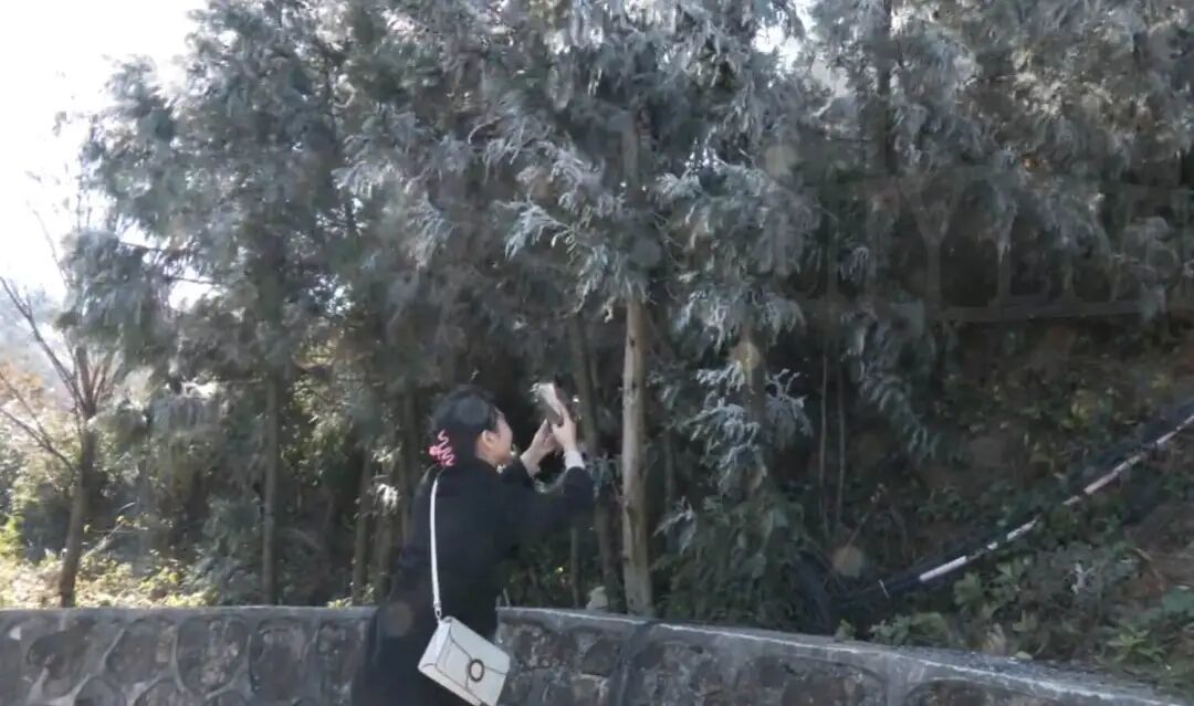 冷空气来袭!庐山、梅岭今冬首次出现雾凇(图)