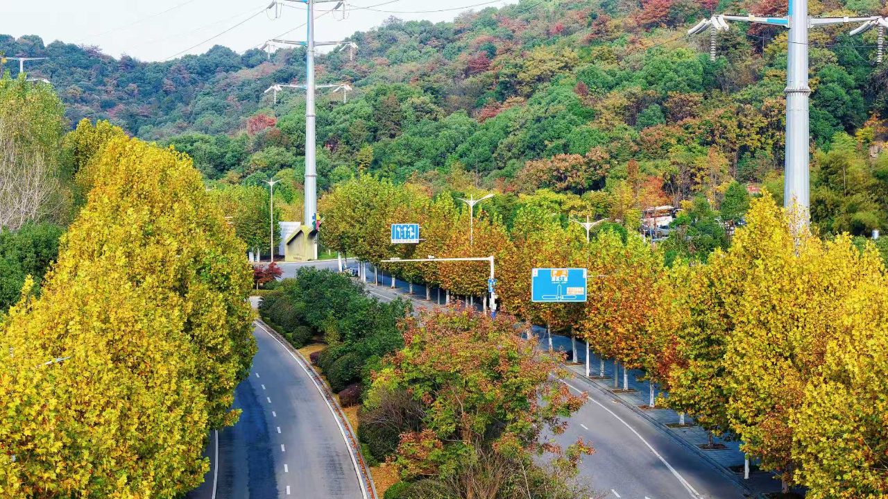 九江濂溪区：梧桐织就初冬诗意长廊（图）