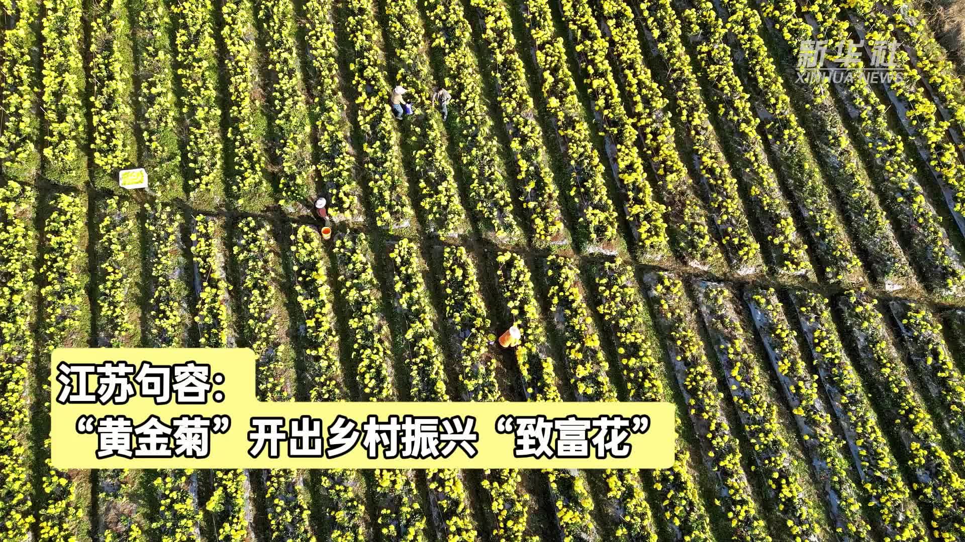 江苏句容：“黄金菊”开出乡村振兴“致富花”