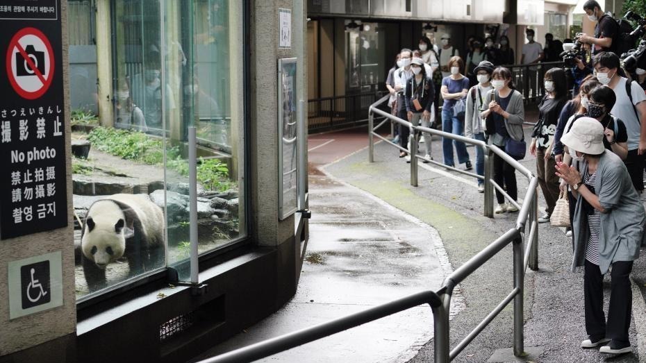 日媒担忧:因为高市早苗,日本可能再也看不到大熊猫了