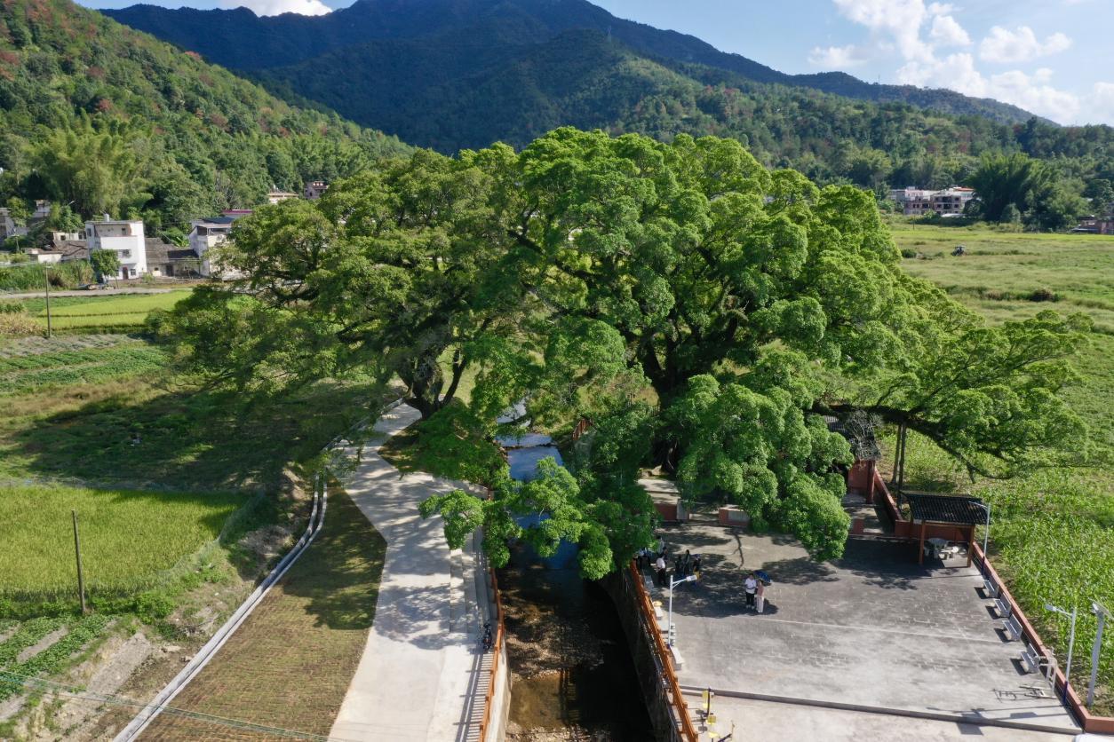 图为：夫妻榕。