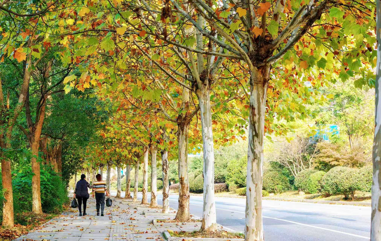 九江濂溪区：梧桐织就初冬诗意长廊（图）