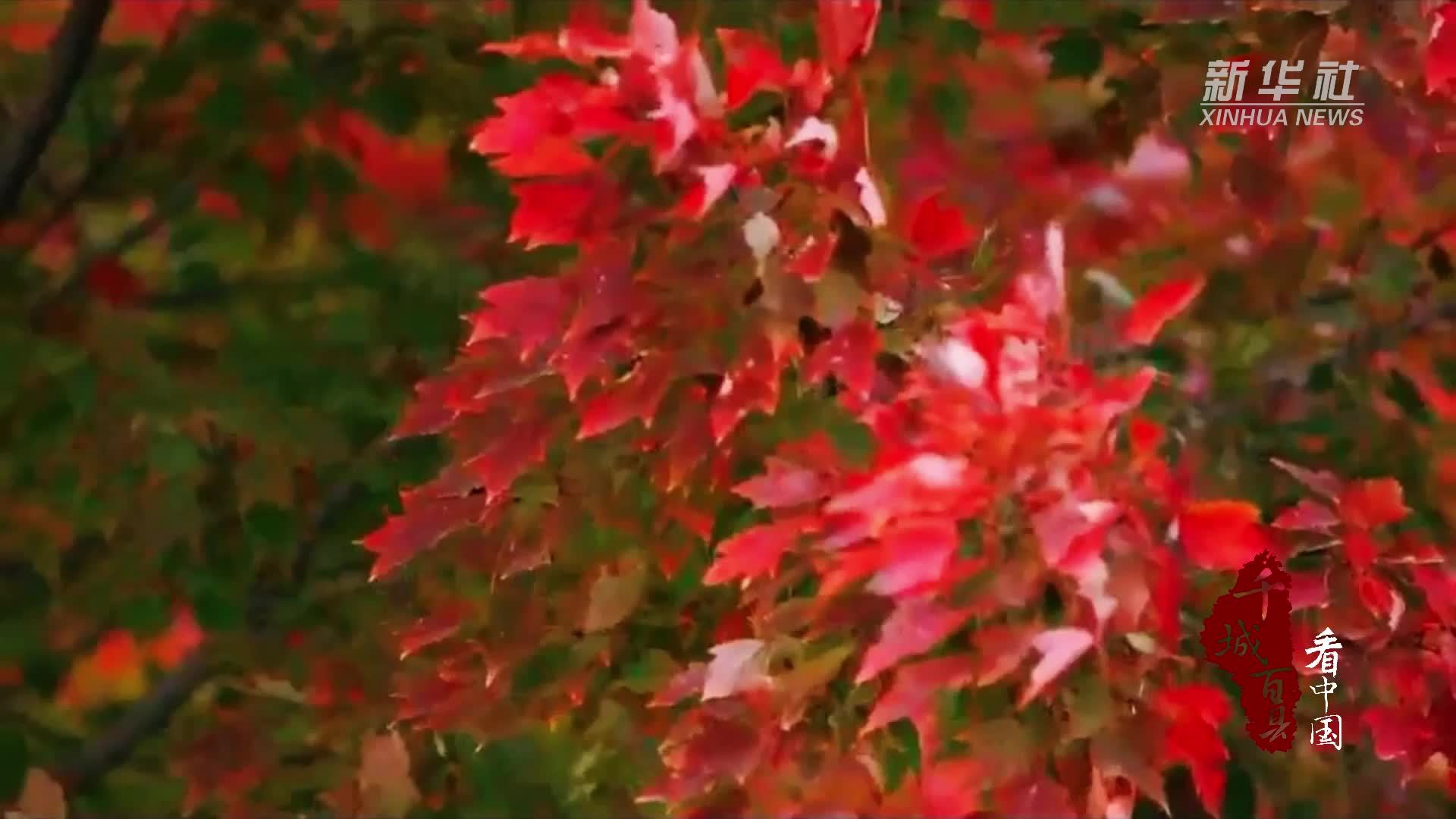 千城百县看中国｜山东郯城：红枫如霞漫山野