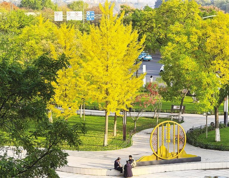 市民在公园的银杏树下休闲娱乐