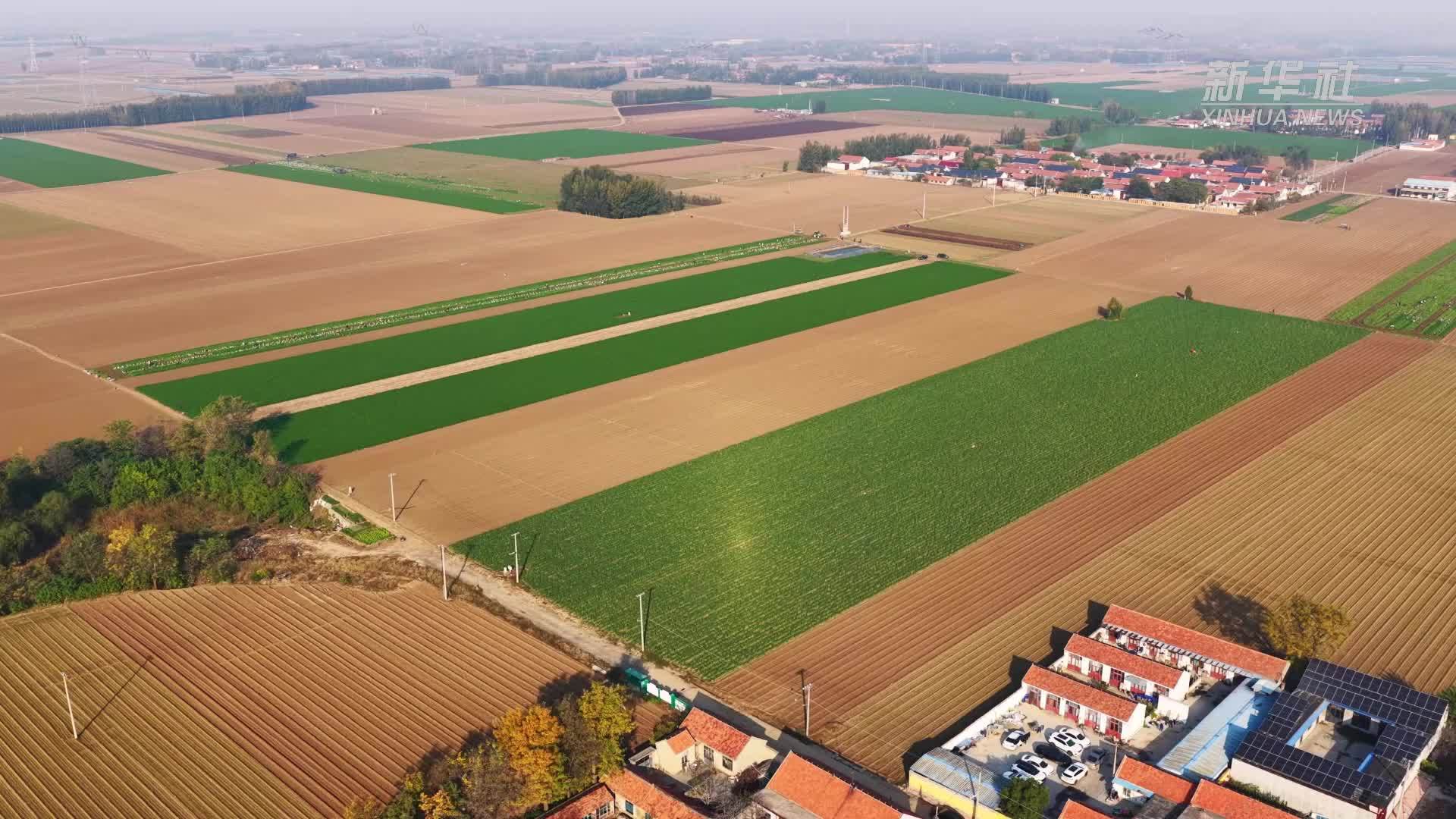 瞰中国｜山东广饶：“金胡萝卜”喜丰收