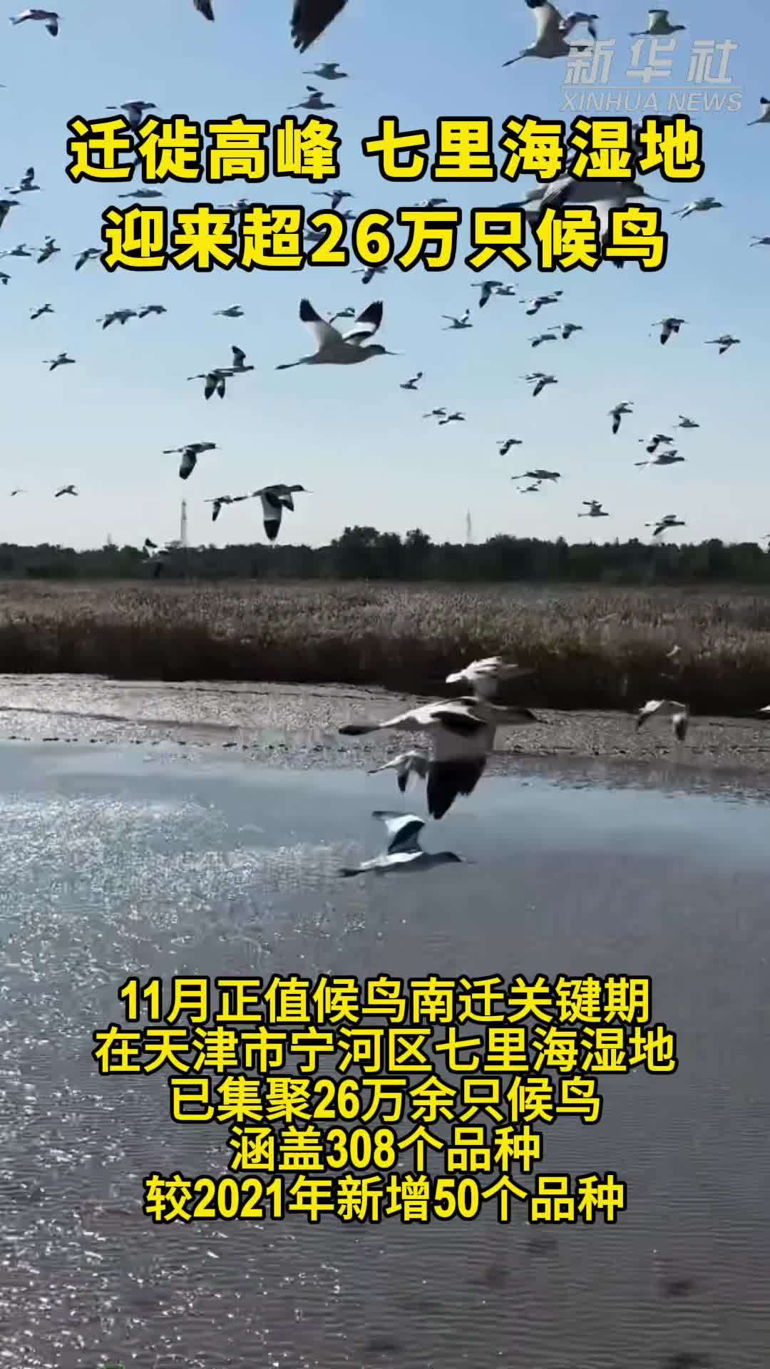 迁徙高峰 七里海湿地迎来超26万只候鸟
