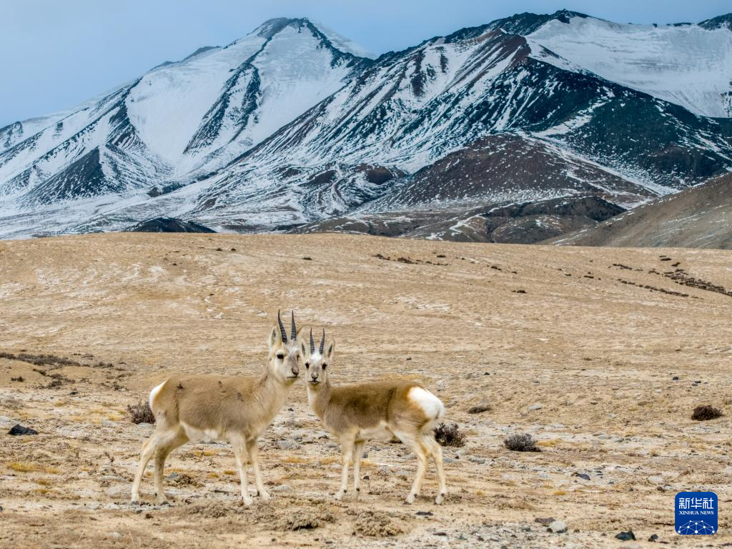 11月14日，国家二级保护野生动物藏原羚在甘肃省阿克塞县阿勒腾乡哈尔腾草原活动觅食（无人机照片）。新华社记者　郎兵兵　摄