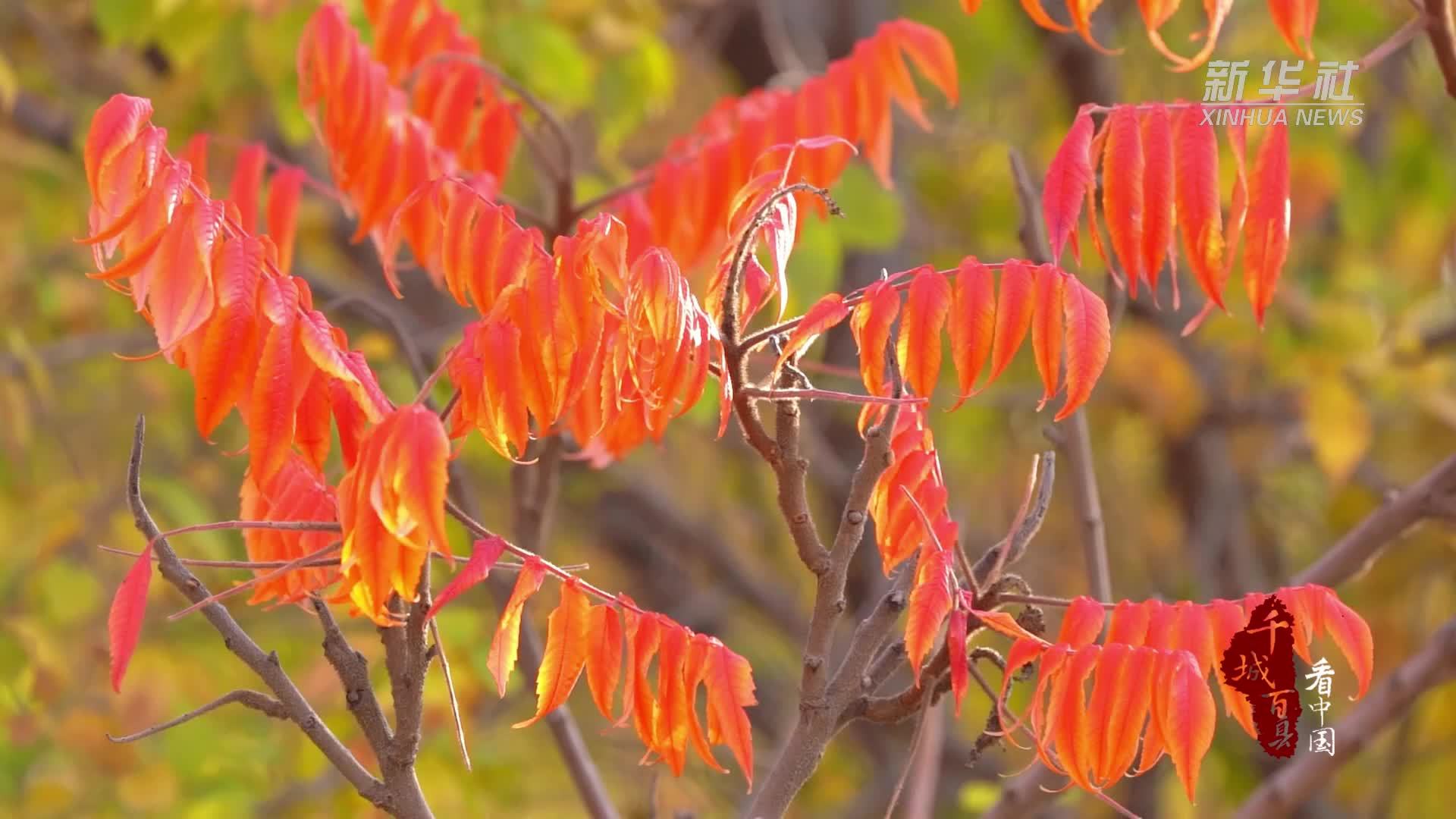千城百县看中国︱内蒙古清水河：一城风光柔