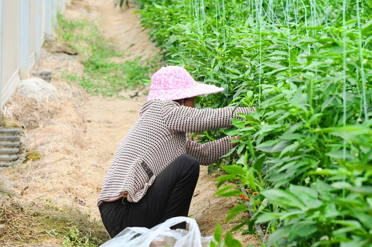 江西抚州：大棚绿意浓 辣椒满枝头（图）