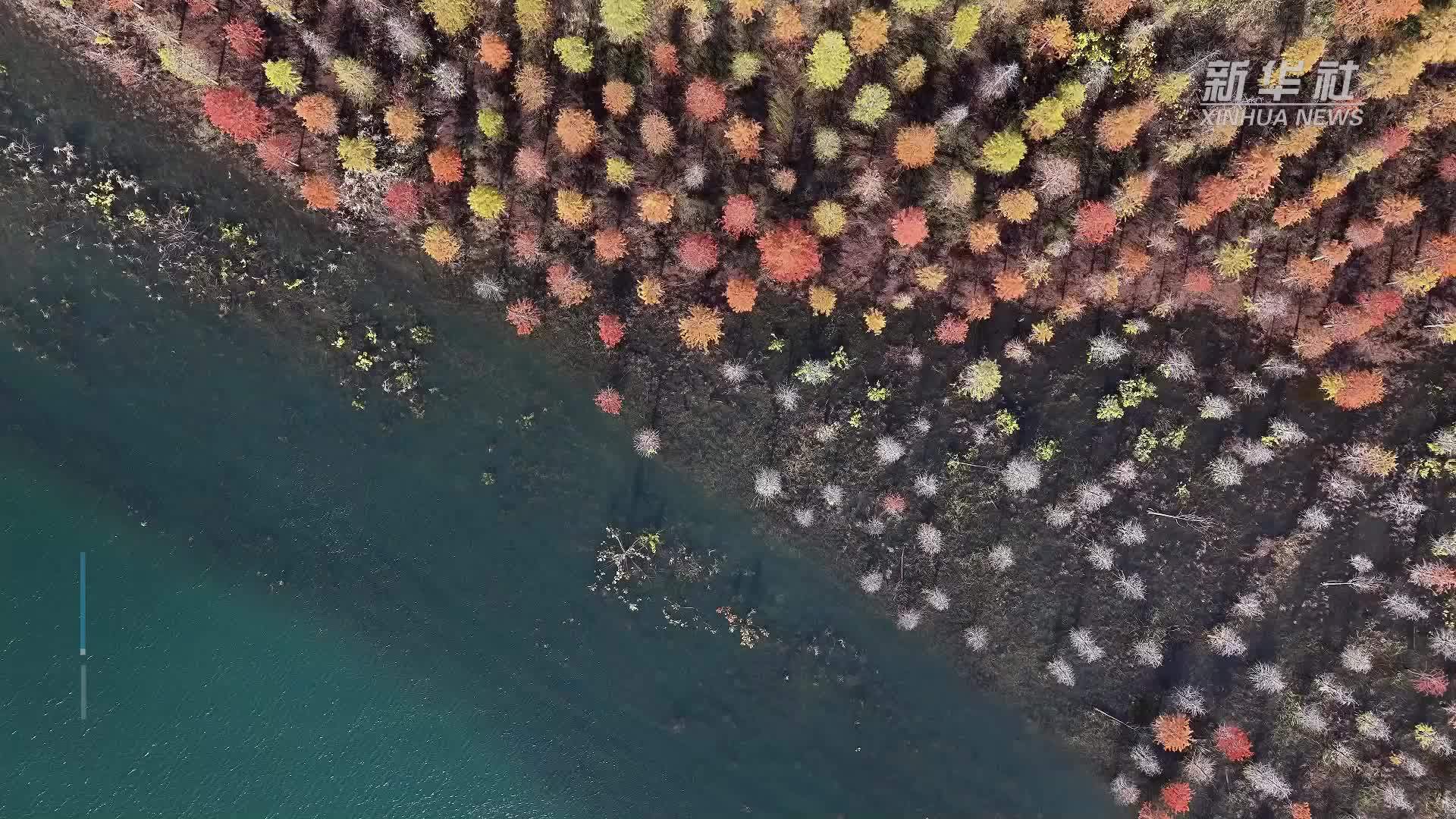 湖北荆门：水杉披“彩衣”湿地美如画