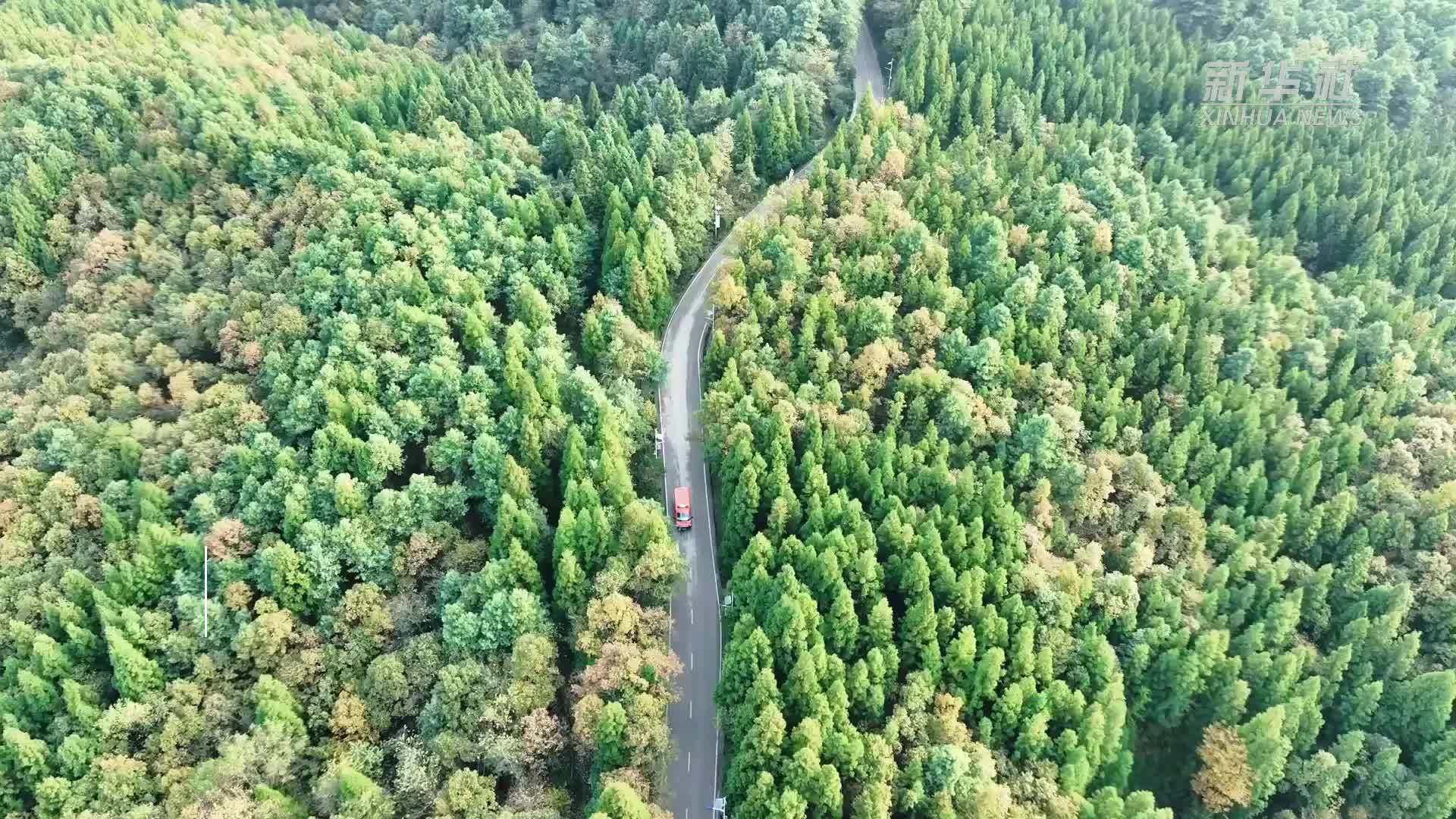 乌蒙深处，三胞胎兄弟接力护林44年