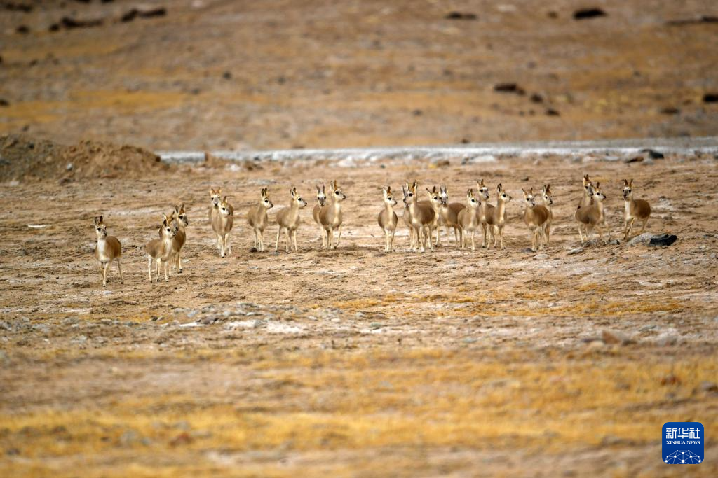 11月14日，国家二级保护野生动物藏原羚在甘肃省阿克塞县阿勒腾乡哈尔腾草原活动觅食。新华社发（高宏善　摄）