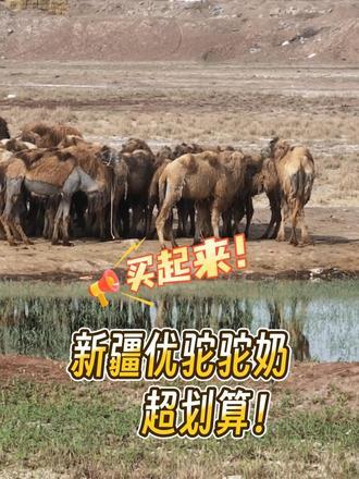 新疆柯坪实探！这里的骆驼喝雪山融水，自然产奶，不打激素凤凰卫视与优驼联合直播，活动优惠，赶紧冲啊！#新疆驼奶#优驼乳业#驼奶粉#乳制品#新疆好物