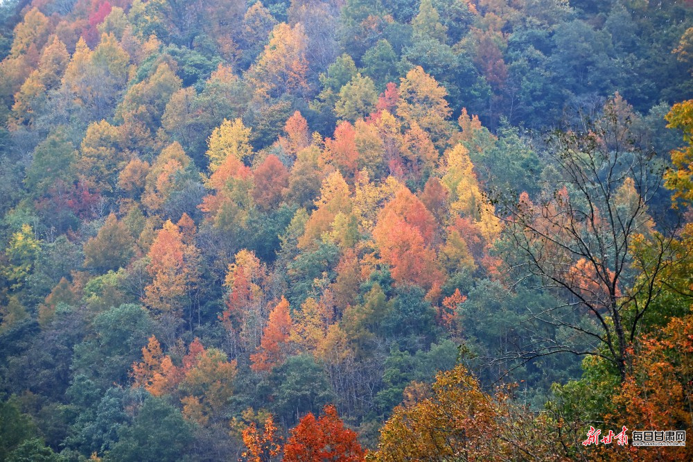 甘肃上演绝美冬日浪漫大片　快来一探究“镜”