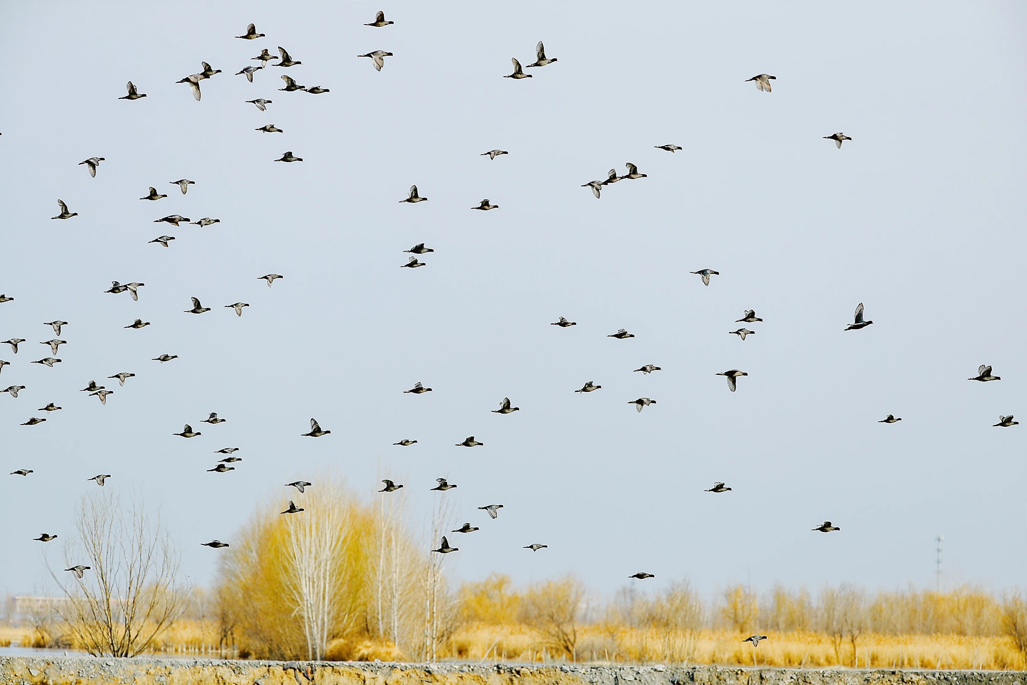 这些珍稀鸟类,用翅膀给徐州“投票”!