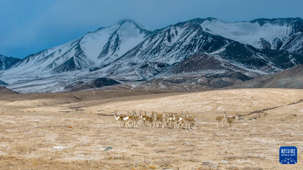 11月14日，国家二级保护野生动物藏原羚在甘肃省阿克塞县阿勒腾乡哈尔腾草原活动觅食（无人机照片）。新华社记者　郎兵兵　摄