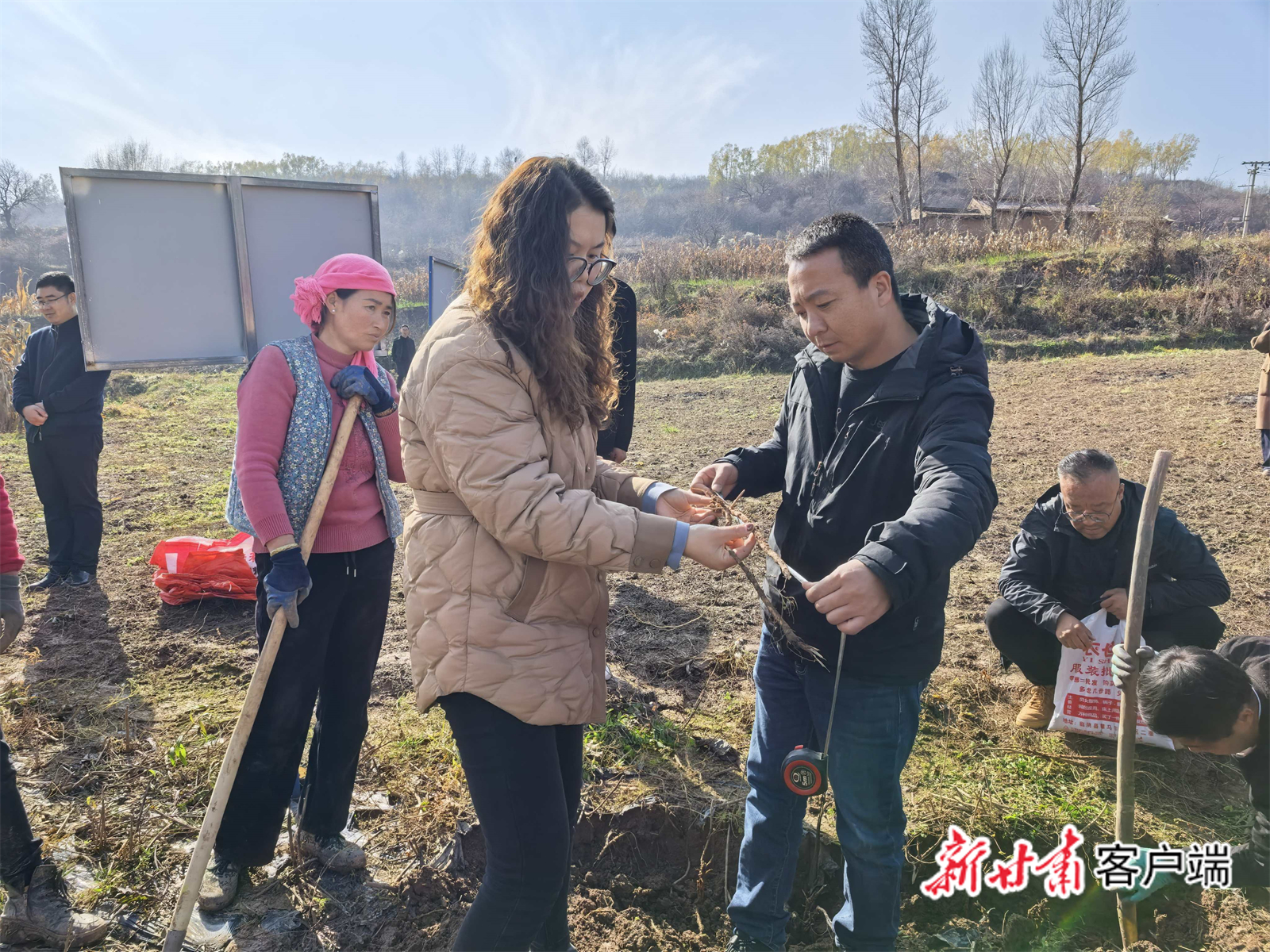 专家组测量中药材长度