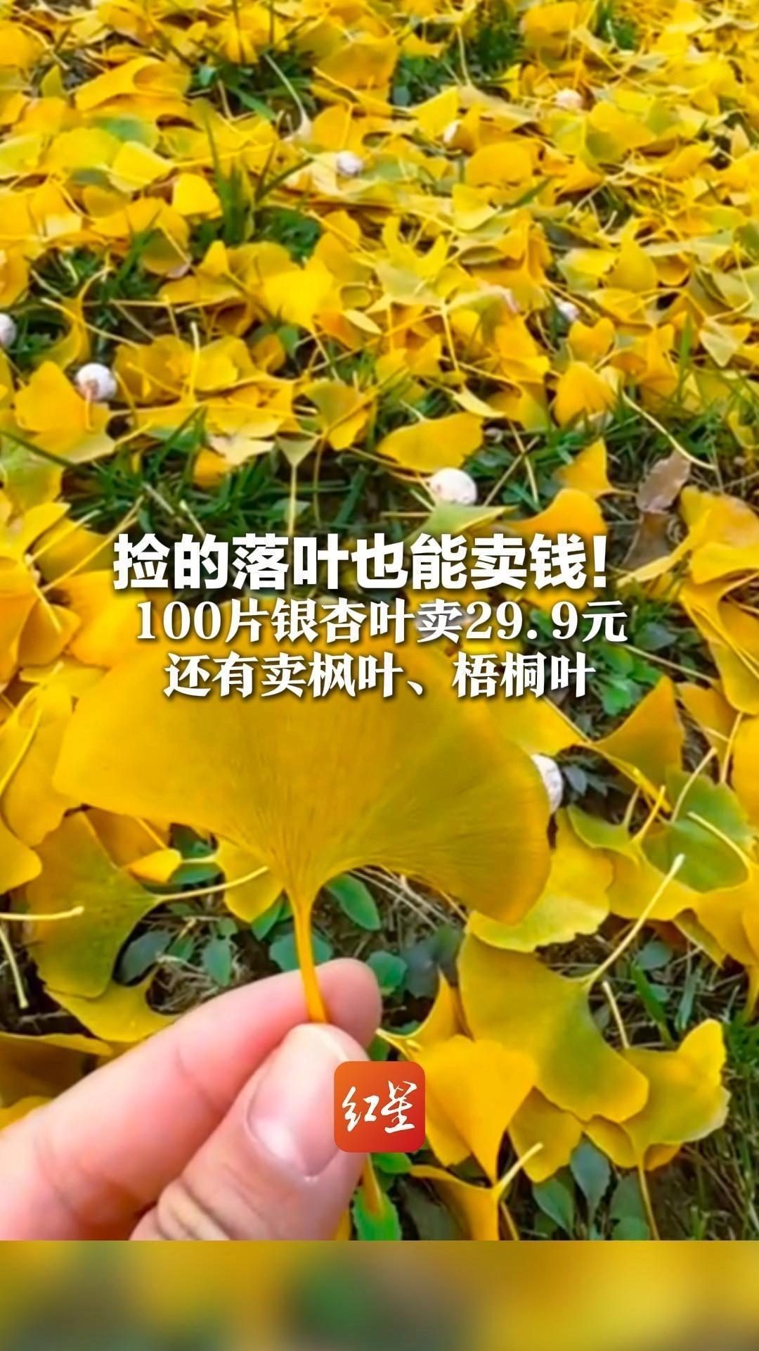 捡的落叶也能卖钱！100片银杏叶卖29.9元 还有卖枫叶、梧桐叶 有商家已卖500多单，称银杏可能马上没货了