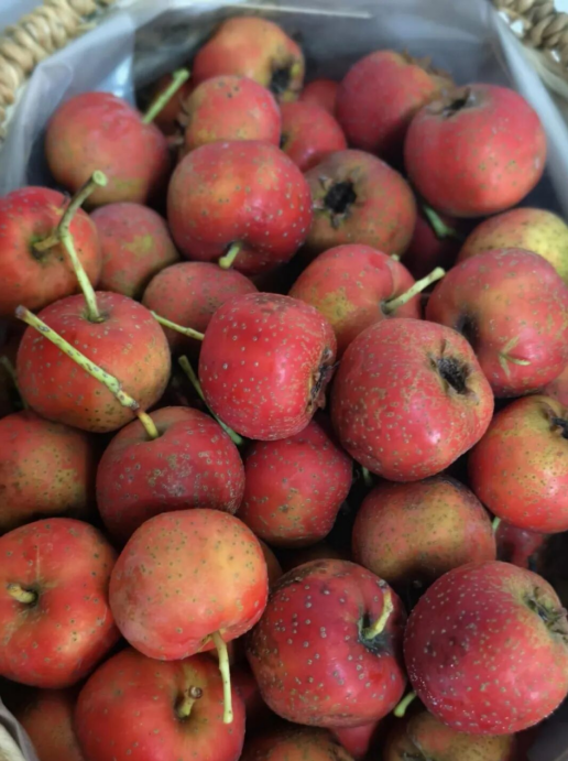 沧州河间:一筐“甜”山楂铭记一段温暖感人的“护患情”