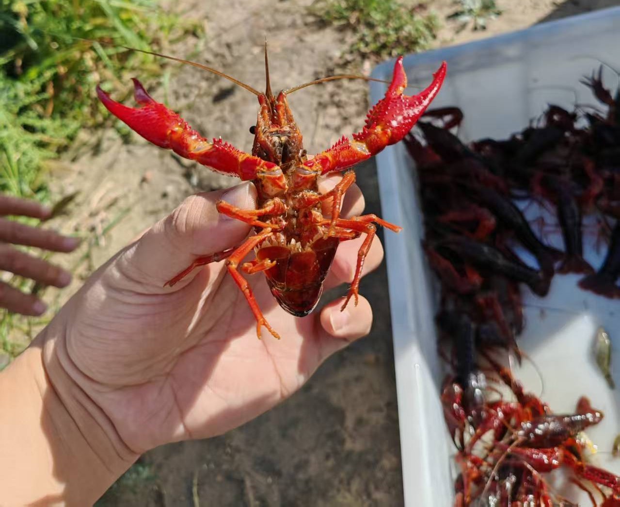特色寒地小龙虾