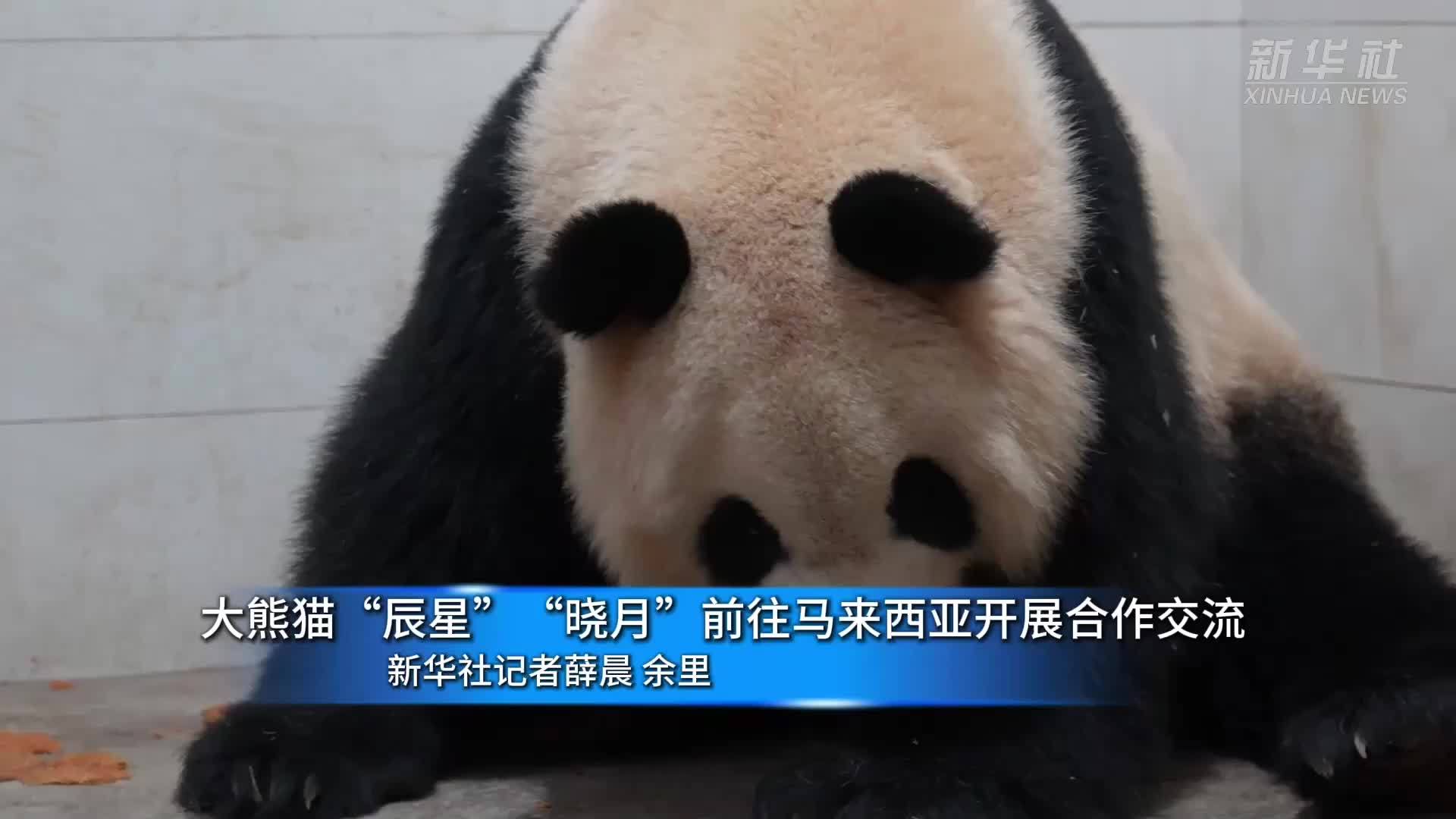 大熊猫“辰星”“晓月”前往马来西亚开展合作交流