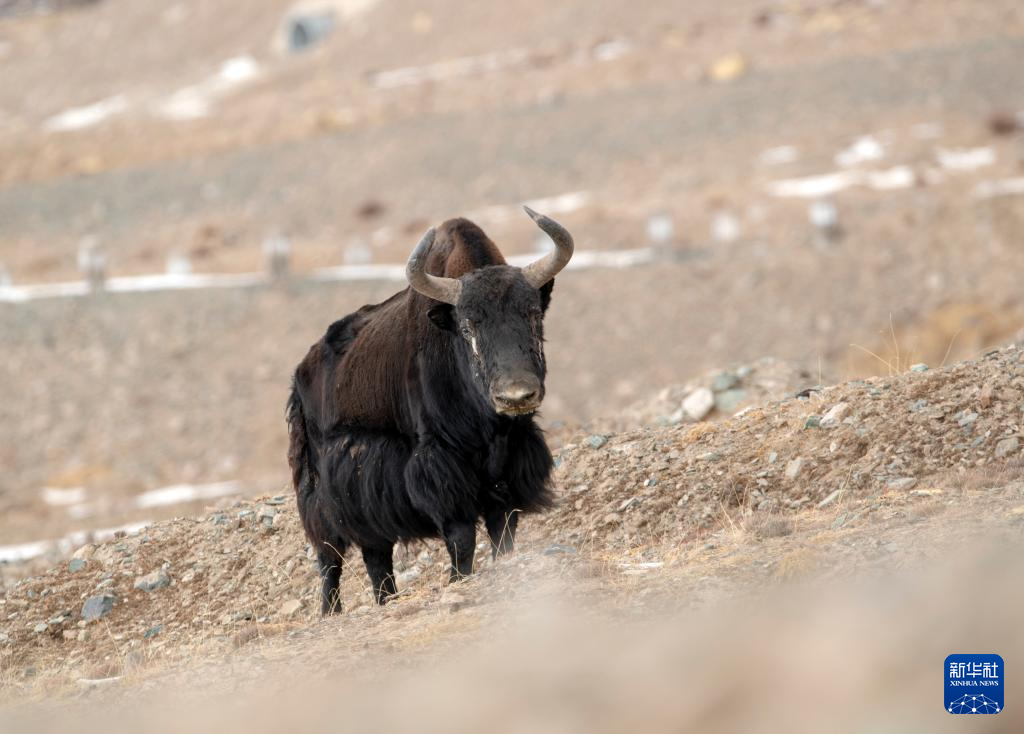 11月14日，国家一级保护野生动物野牦牛在甘肃省阿克塞县阿勒腾乡哈尔腾草原活动觅食。新华社发（高宏善　摄）